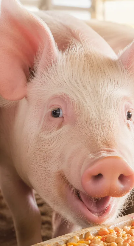 Weaned piglet at a feed trough of corn-based ration